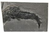 Devonian Lobe-Finned Fish (Osteolepis) Fossil - Scotland #217951-1